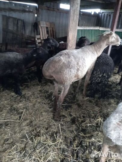 Продается баран