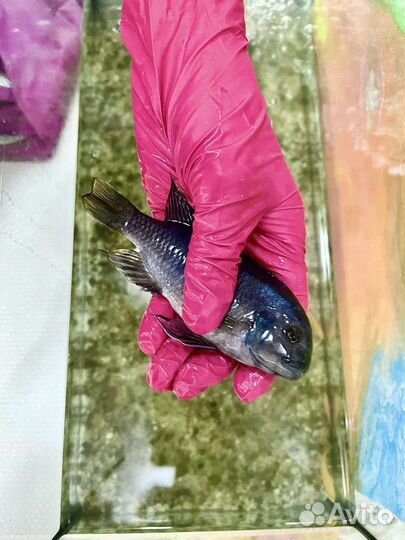 Рыба аквариумная псевдотрофеус зебра голубая