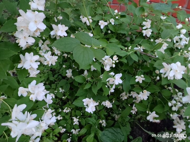 Плодовые деревья и саженцы