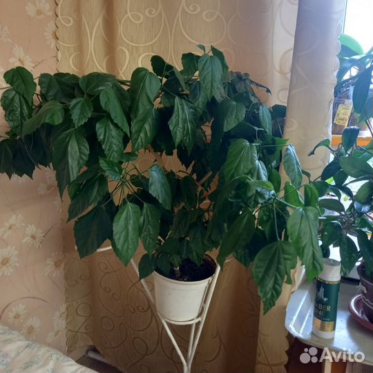 Дикая роза, мандариновое дерево и пахира акватико