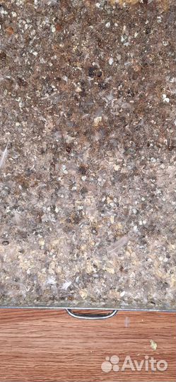 Перепелиный помет