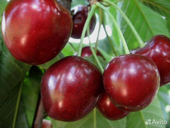 Саженцы черешни на всл2 финал 131 и финал121