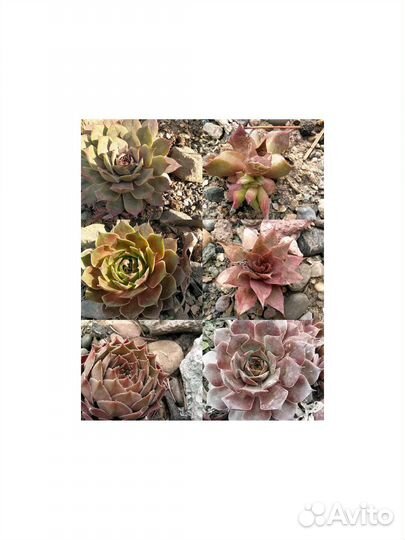 Молодило сортовые