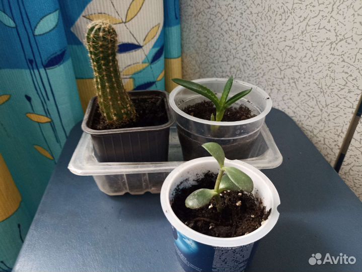 Комнатные растения