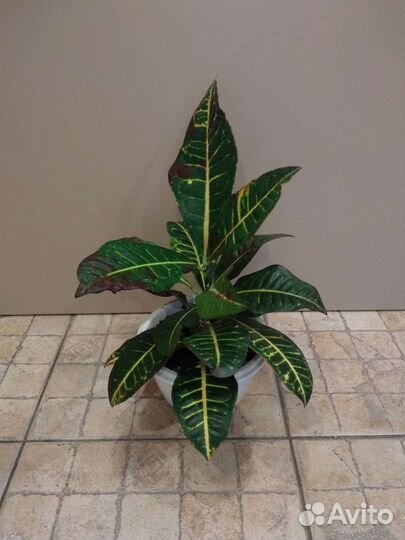 Кротон Петра