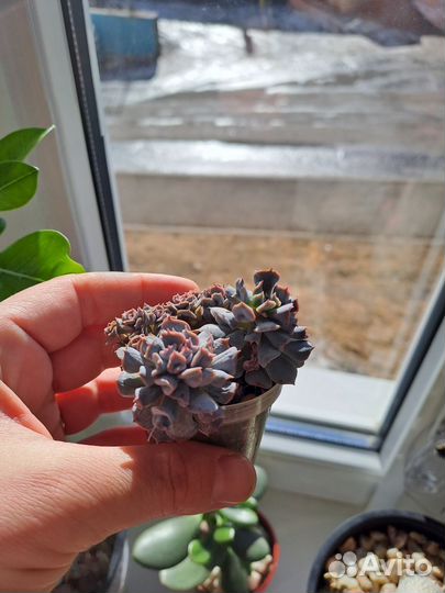 Echeveria 'Pig Nose' Эхеверия 