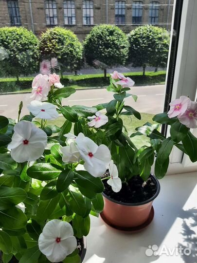 Катарантус кустовой