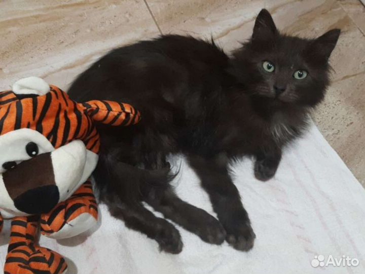 Шоколадный котёнок