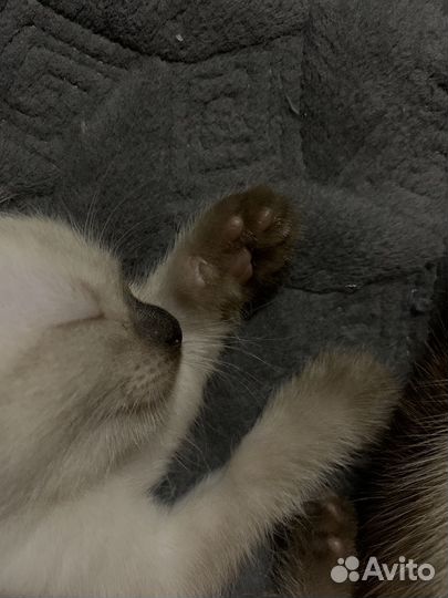 Сиамский котенок