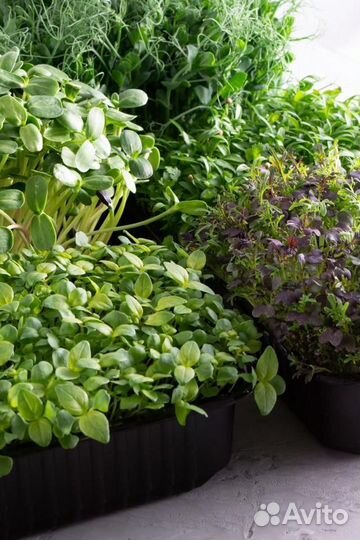 Микрозелень