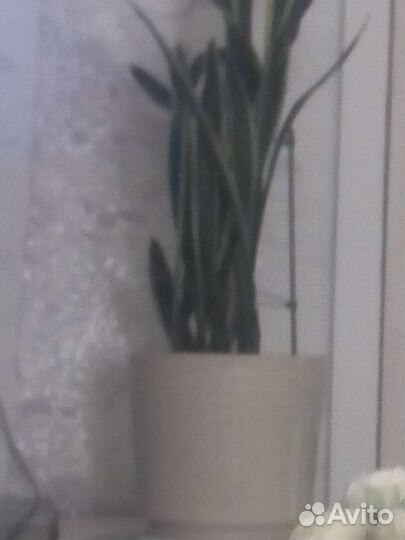 Сансевиерия