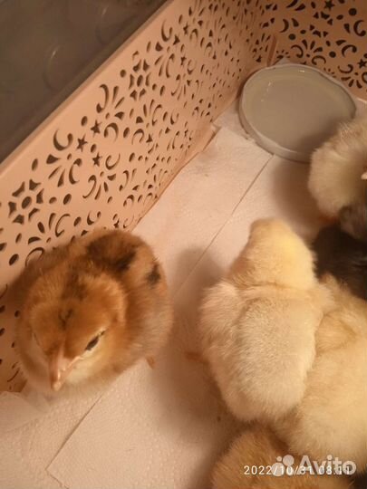 Суточные цыплята