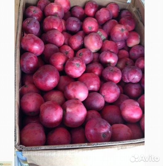 Саженцы яблони Звездочка