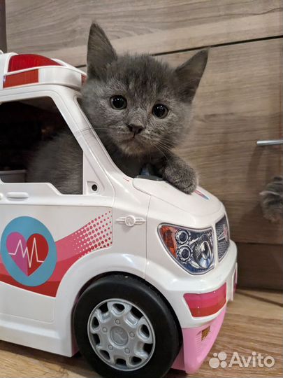 Котенок голубой, мальчик