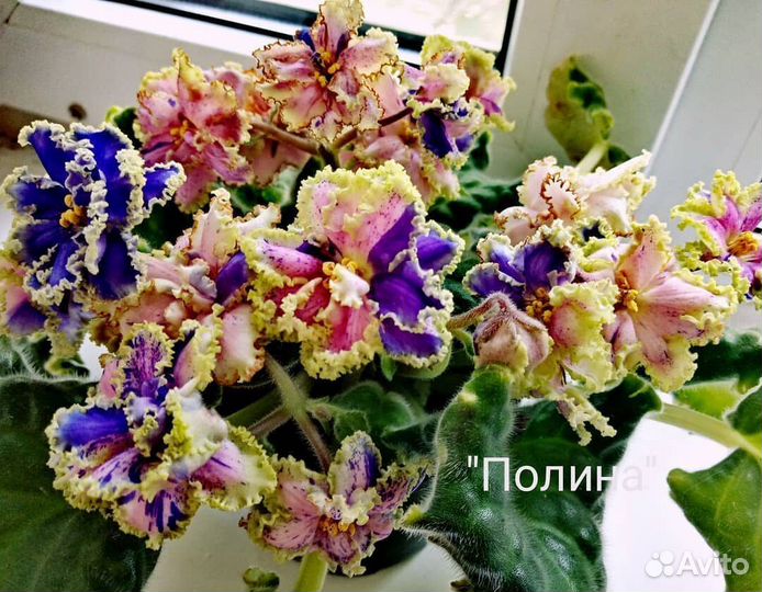Фиалки сортовые