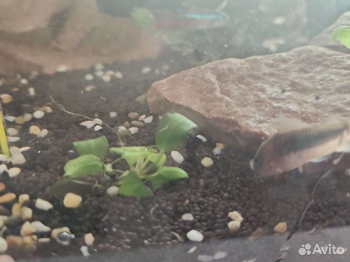 Анубис мини