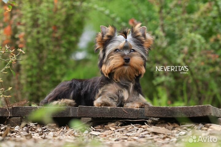 Йоркширский терьер мини