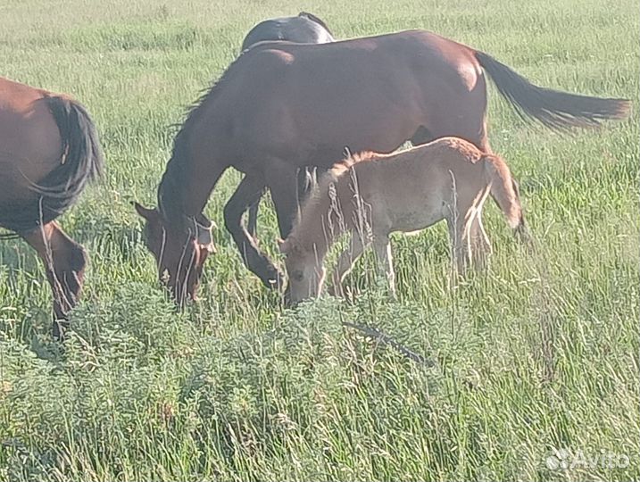 Продам кобылу с жеребенком