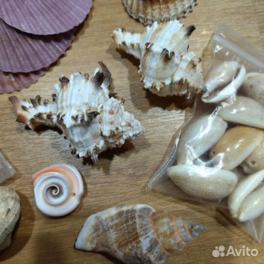 Набор разных ракушек