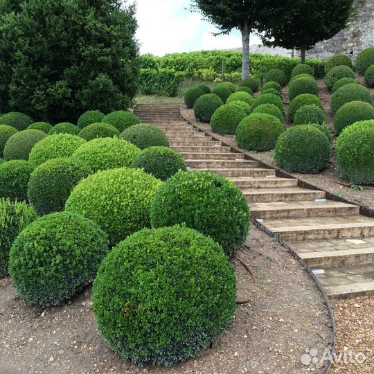 Укорененные черенки Самшита