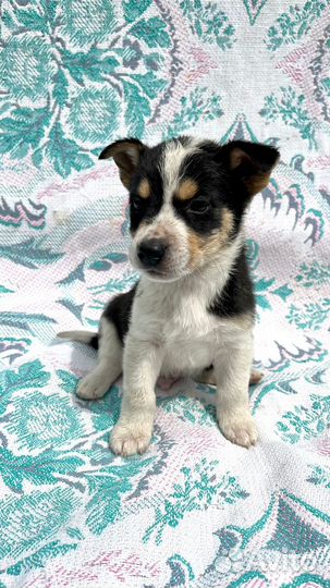 Метисы джек рассел