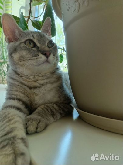 Отдаем в добрые руки нашего котика