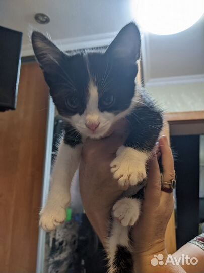 Котенок 2 месяца