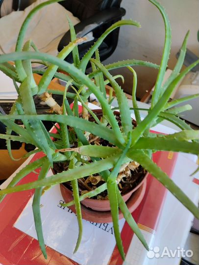 Пилея, сингониум, денежное дерево