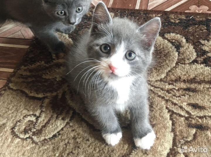 Отдам котят в добрые руки