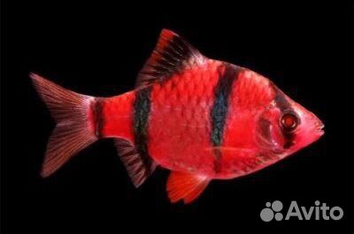 Рыба барбус