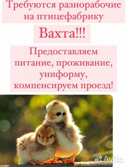 Разнорабочий Рефтинская птицефабрика (вахта)