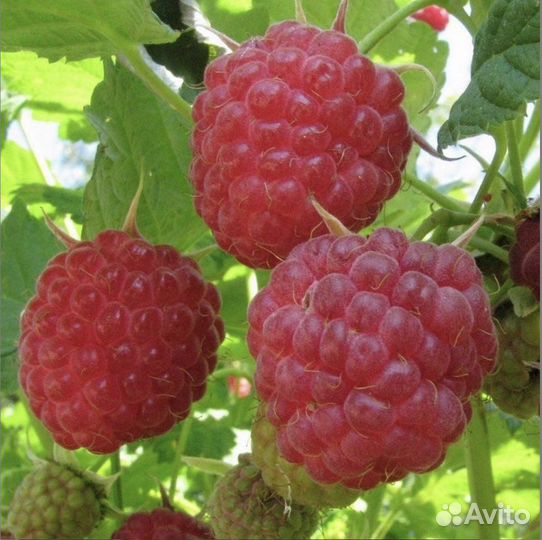 Саженцы Малины