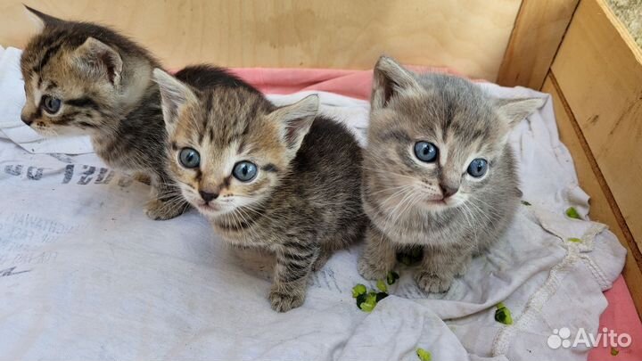 Котята