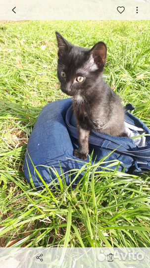 Необычный котенок Кайс