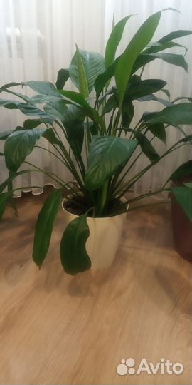 Спатифиллум