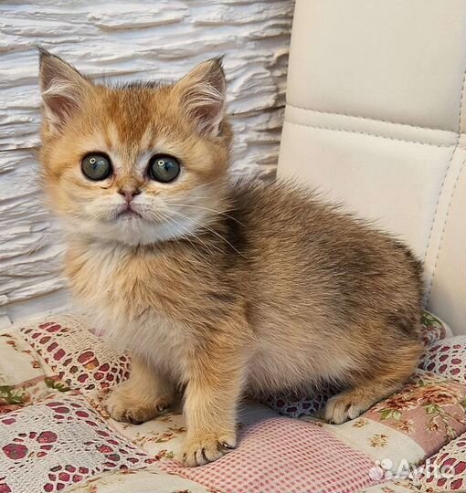 Британские золотые шиншиллы