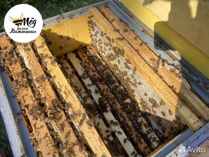 Мед настоящий свежий. Урожай 2023