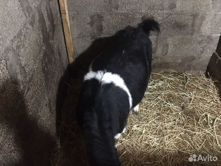 Коза дойная молочная