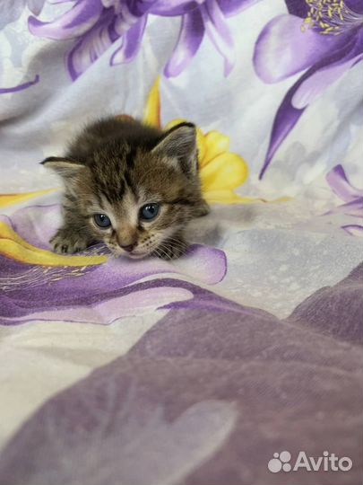 Милые котята