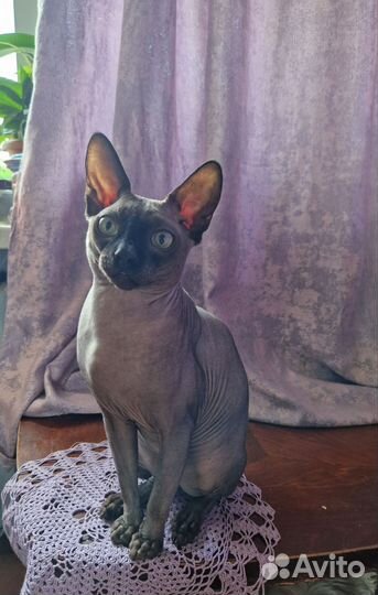 Канадский сфинкс вязка