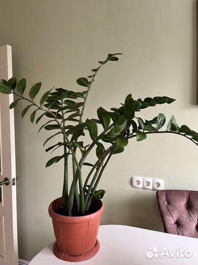 Замиокулькас