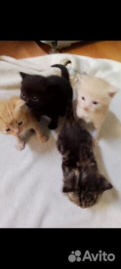 Котята в добрые руки