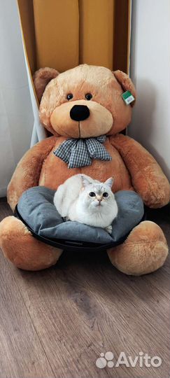Плюшевый медведь