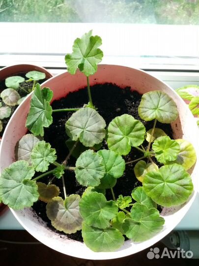 Пеларгония (герань)