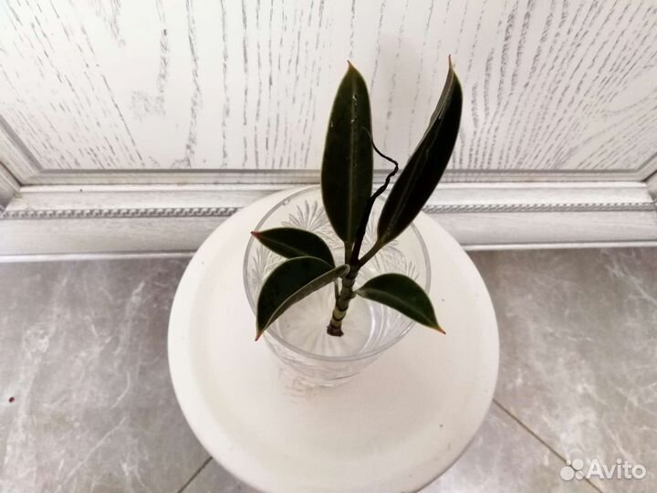 Фикус эластика Найроби