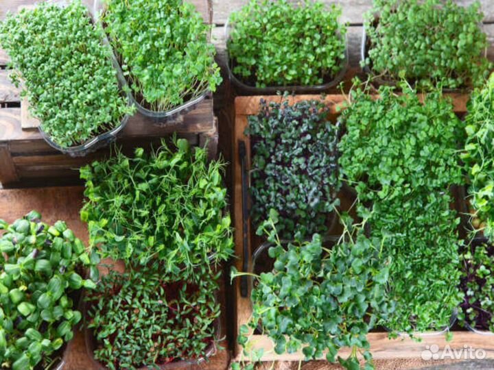 Микрозелень, просто и со вкусом