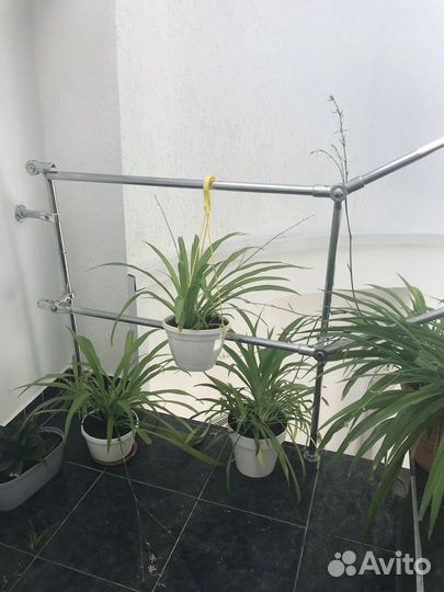 Мир Хлорофитумов