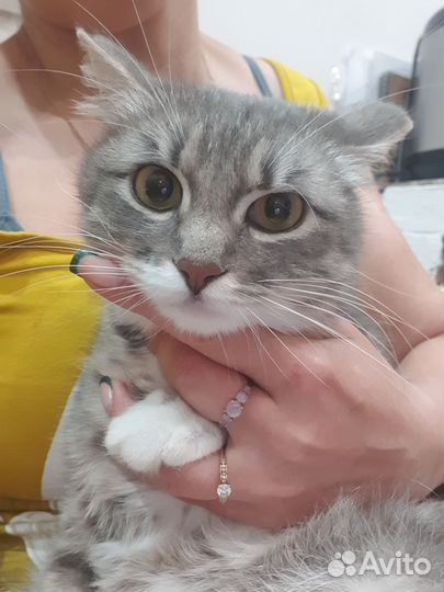 Кошка Веста