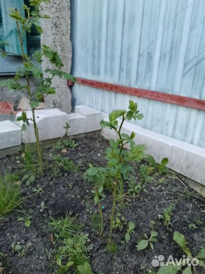 Роза ароматная