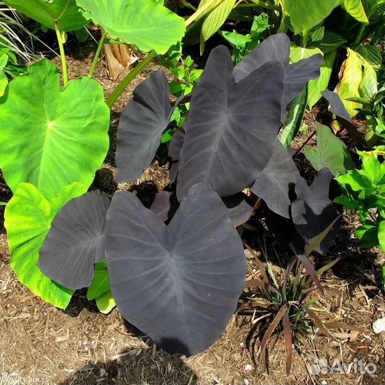 Колоказии и растения для водоемов